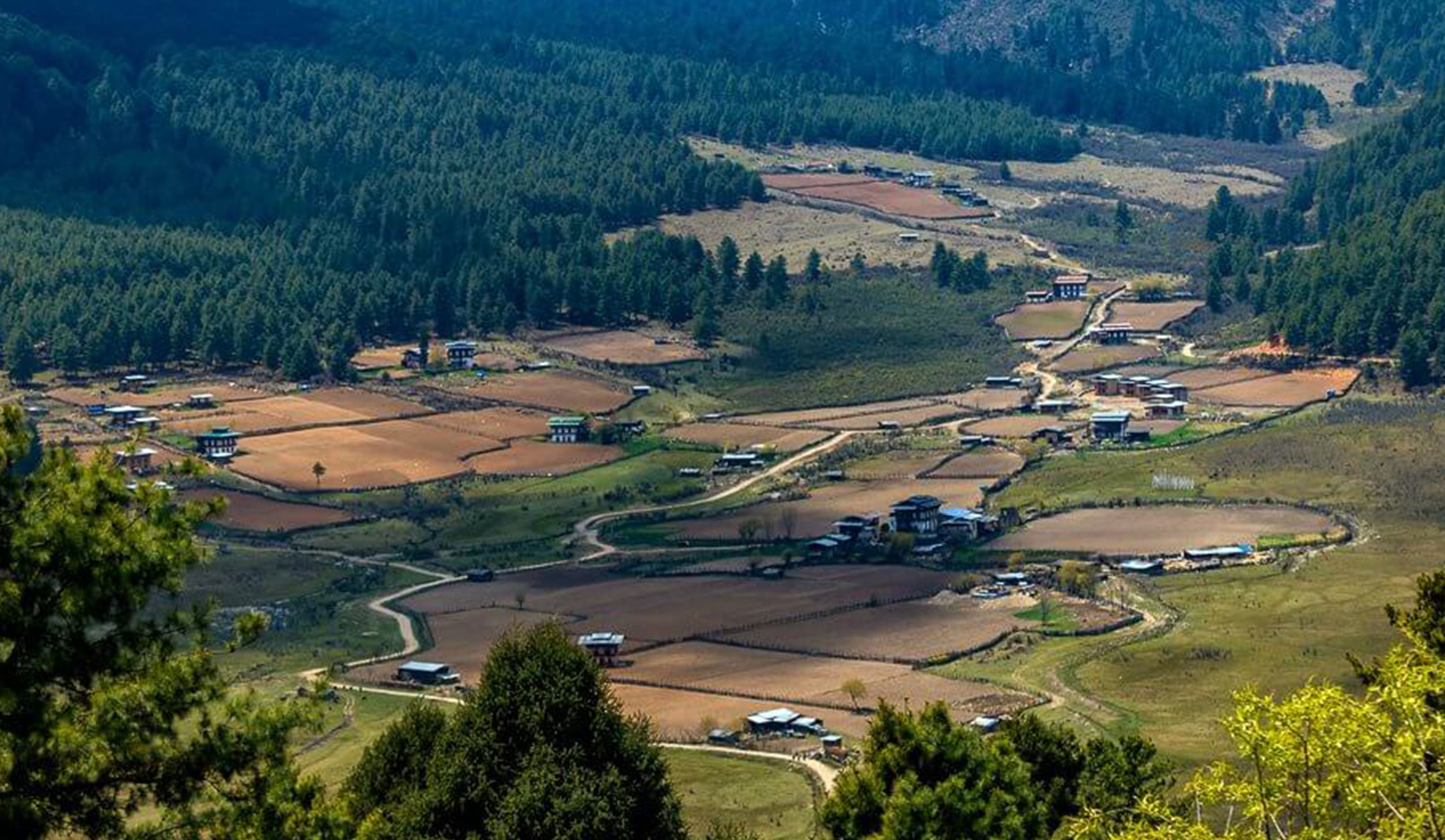 phojikha